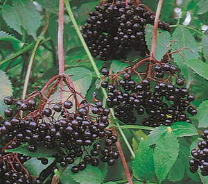 Nova Elderberries