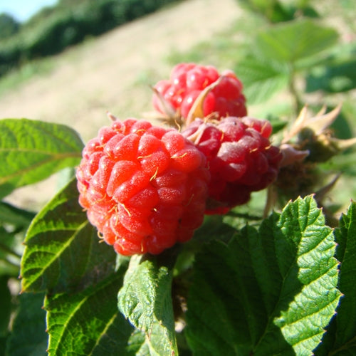 Nova Red Raspberries (Summer)
