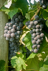 Everest Seedless Grapevine - (NY98.0228.02)
