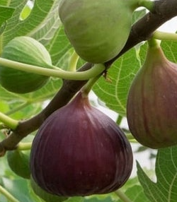 Olympian Common Fig