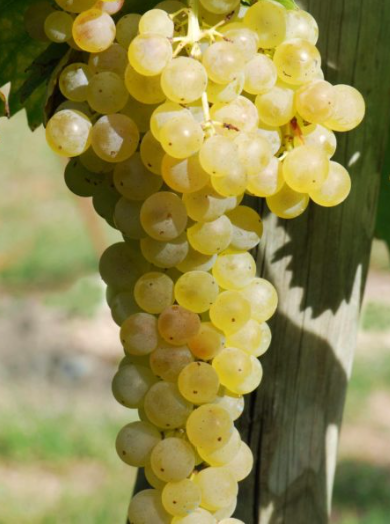 Osceola Muscat Grapevine