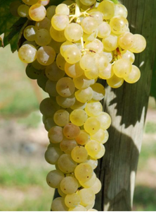 Osceola Muscat Grapevine