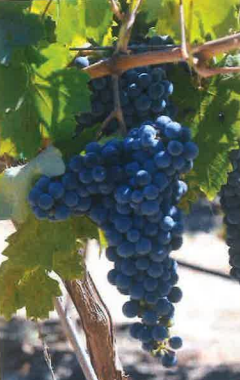 Paseante Noir Grapevine - Grafted