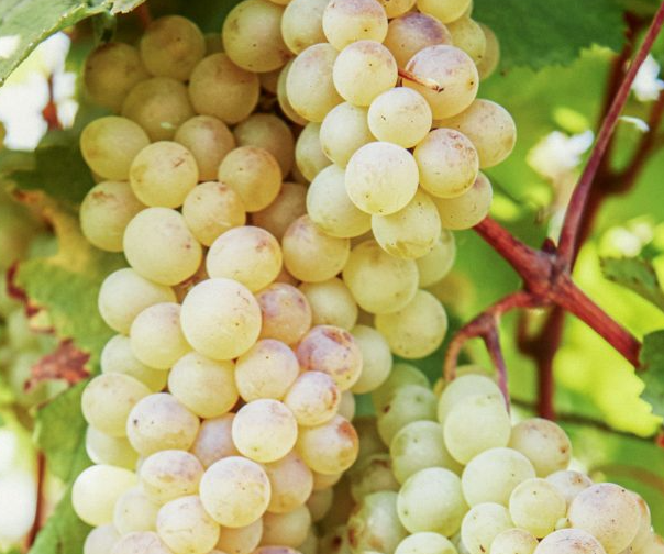 Rkatsiteli Grapevine - Grafted 3309 (10)