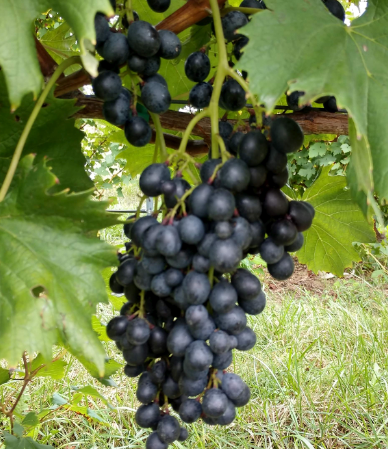 San Marco Grapevine - Grafted