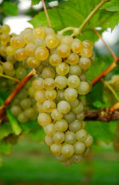 Sauvignon Kretos - Grafted