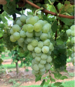 Indulgence Grapevine - **NEW RELEASE**