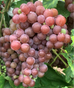 Dazzle Grapevine - (CNY) CERTIFIED (Royalty Listed Below)