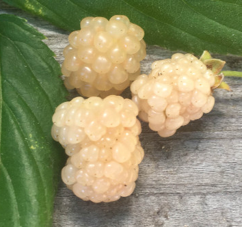 Snowbank Blackberries