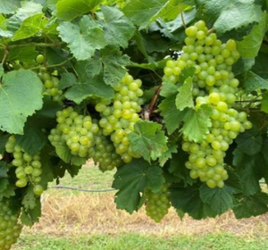 SOUTHERN SENSATION Grapevine - CERTIFIED GRAFTED