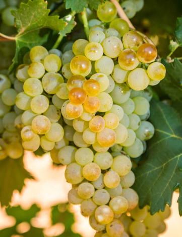 Vermentino Grapevine - Grafted