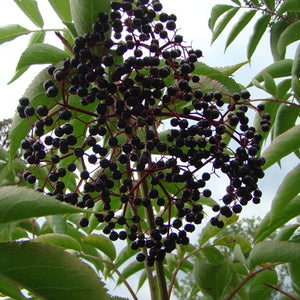 Wyldewood 1 Elderberries