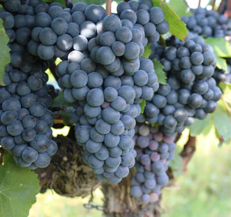 Zweigelt Grapevine - Grafted 3309