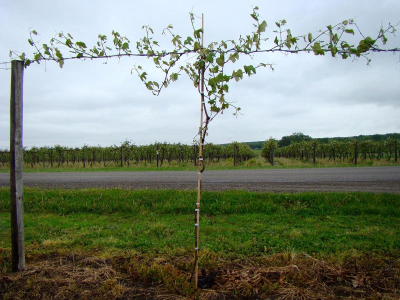 Grapevine System Grapevine Training Systems and Their Establishment