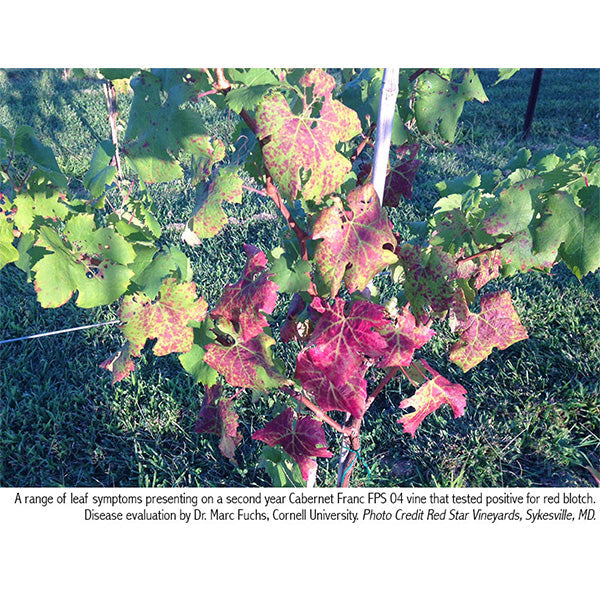Grapevine Red Blotch Disease