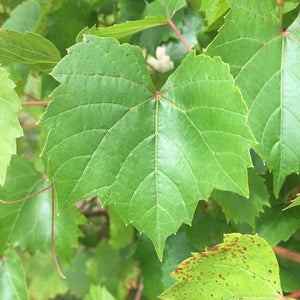 3309 Grapevine [FPS] 05.1 (CNY)