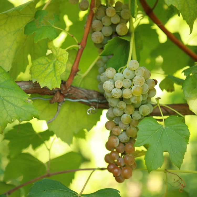 Aromella Grapevine - Grafted [FPS] 01.1 (10-CNY) ON 101-14 (10)