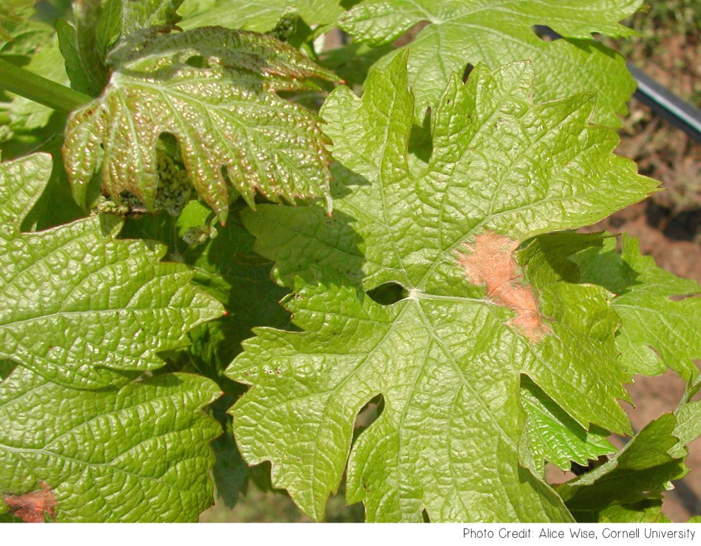 Botrytis Fruit Rot Raspberry Botrytis Bunch Rot and Blight