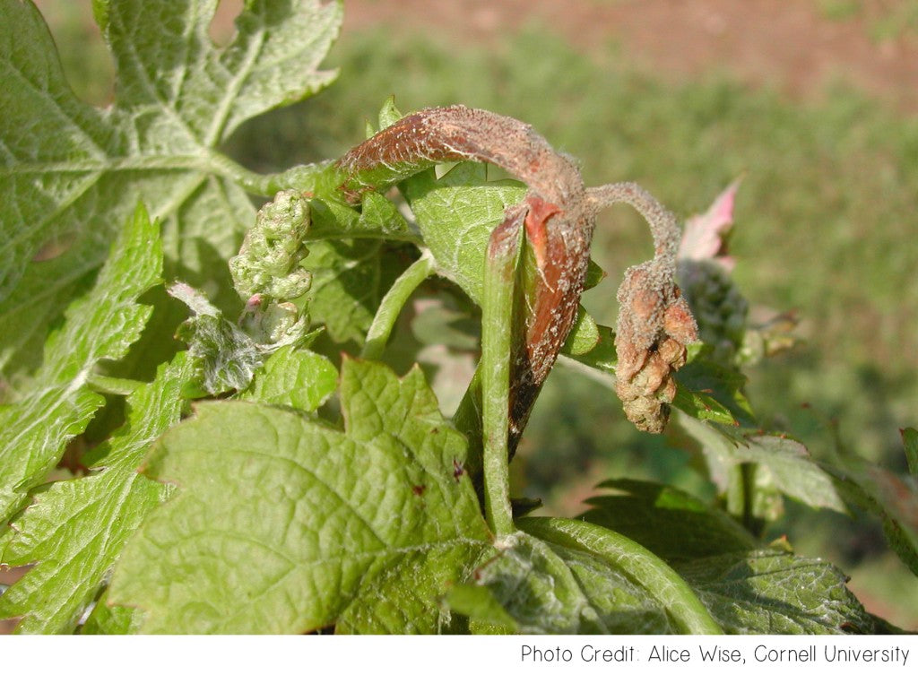 Botrytis Fruit Rot Raspberry Botrytis Bunch Rot and Blight
