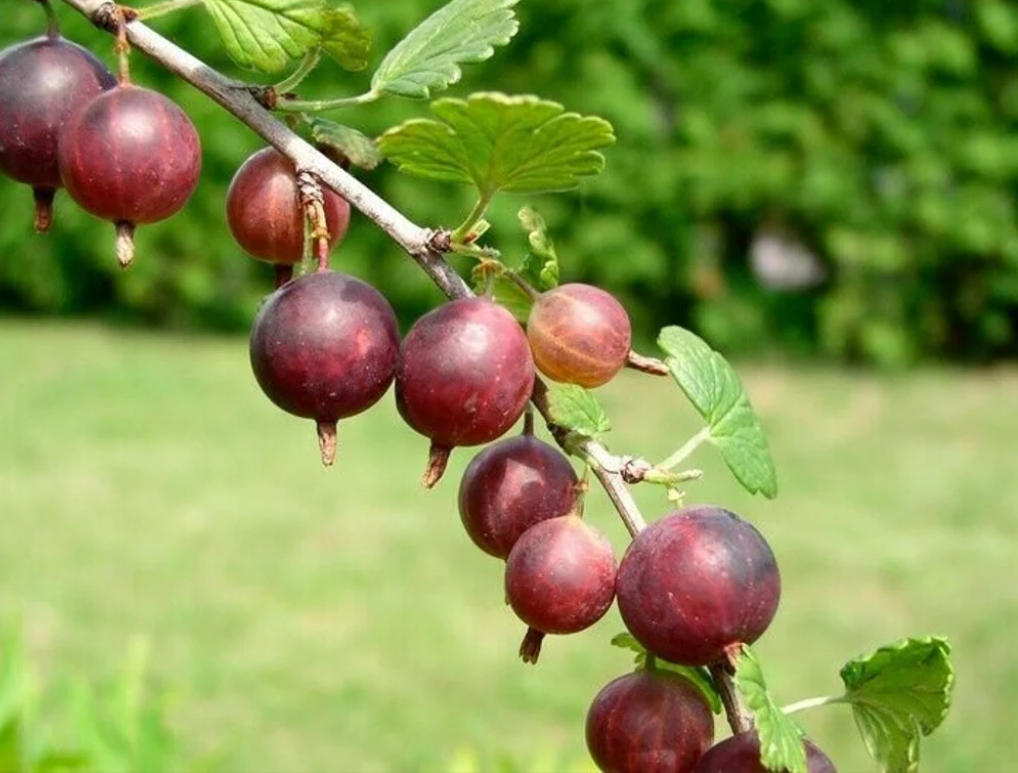 Captivator Gooseberries