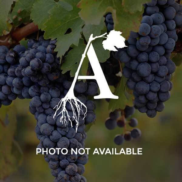 Soreli Grapevine - Grafted 3309 (10)
