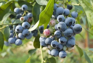 Earliblue Blueberries