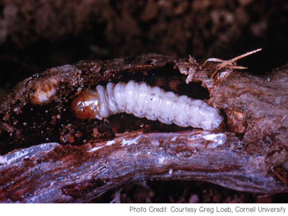 Rotsspringer Insect Grape Root Borer