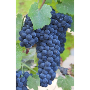MALBEC [FPS] 11.1 (10-CNY) on 1103P (10)