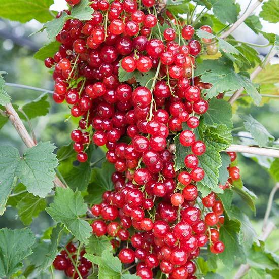 Red Lake Currant