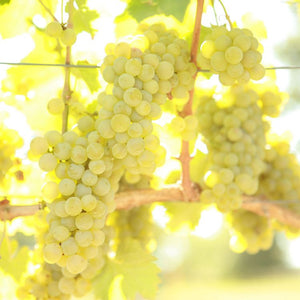 Sauvignon Blanc [FPS] 01 on 101-14 (10)