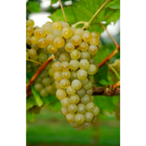 SAUVIGNON KRETOS [FPS] 01.1 (10) ON 101-14 (10)