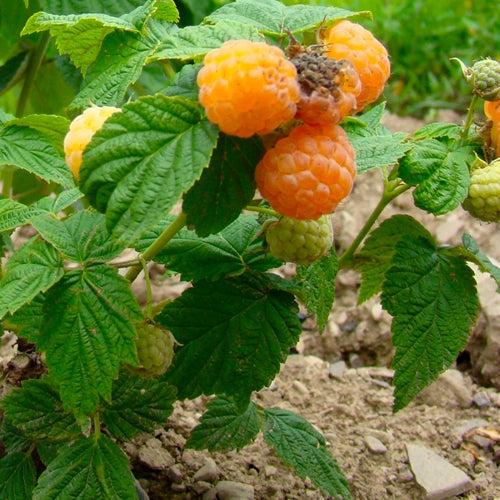 Anne Gold Raspberries (Everbearing)