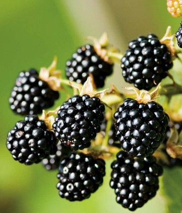 Apache Blackberries