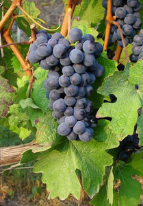 Barbera Grapevine - Grafted 101-14 (10)