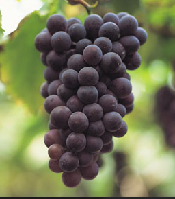 Black Spanish Grapevine