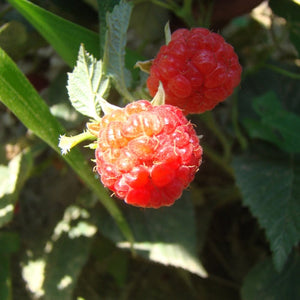 Killarney Red Raspberries