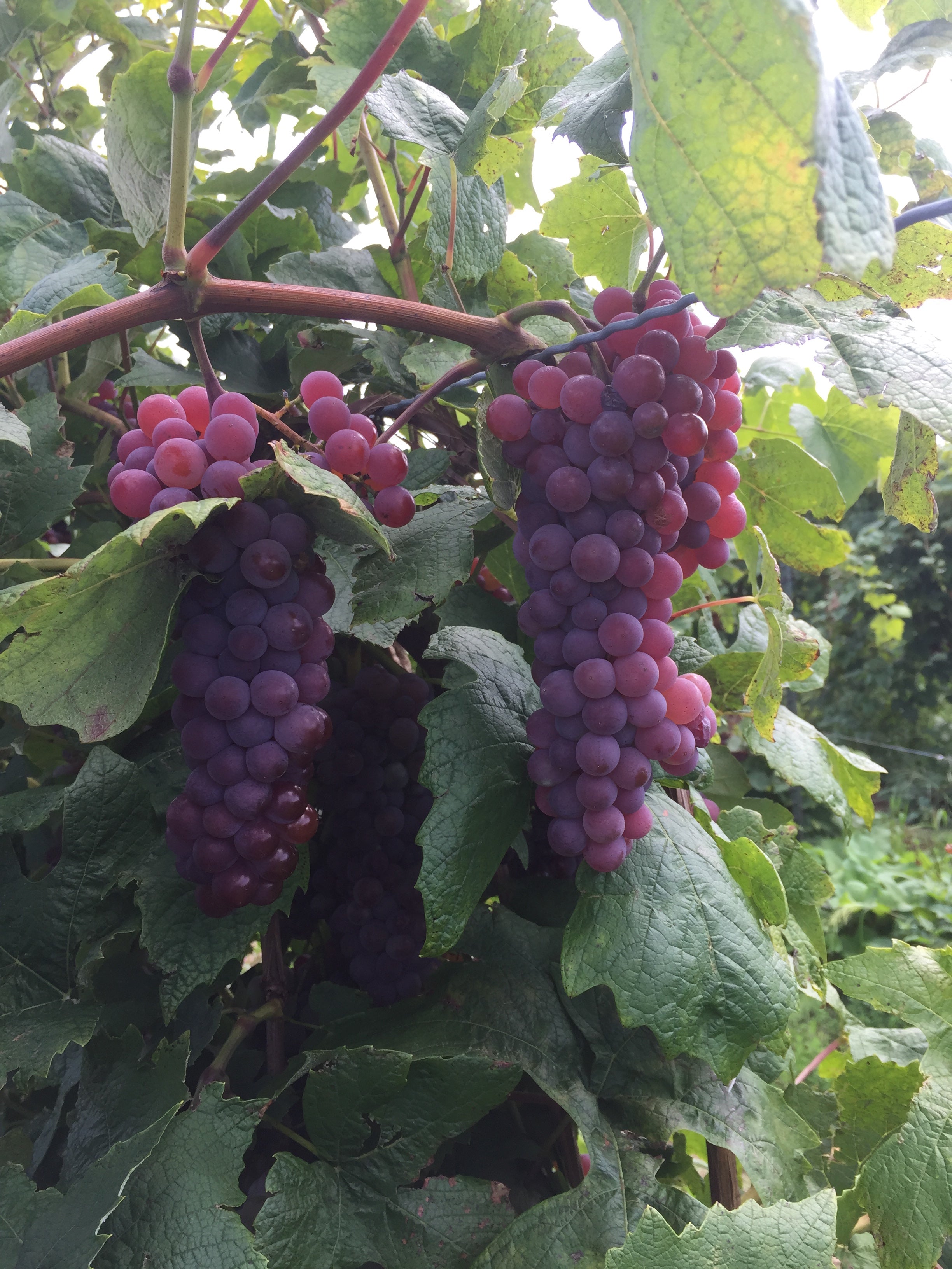 Canadice Grapevine - Certified