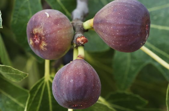 Chicago Hardy Common Fig