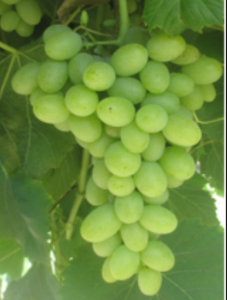 Compassion Grapevine