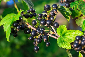 Consort Black Currants