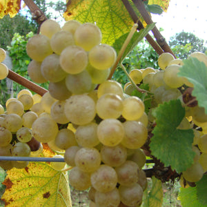 Auxerrois Grapevine - Grafted [CPCNW] 01 (CNY) on 3309 (10)