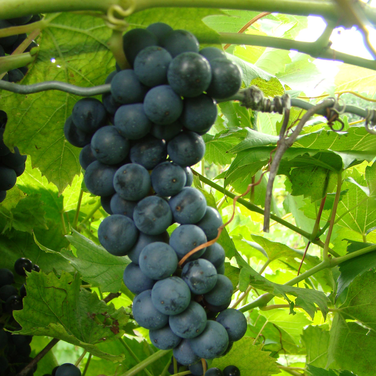 Baco Noir Grapevine