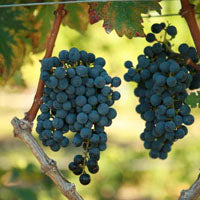CABERNET SAUVIGNON [FPS] 47.1 (10-CNY) ON 101-14 (10)