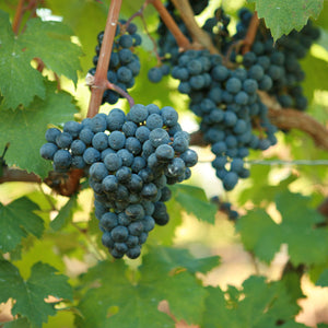 Cabernet Franc Grapevine - Grafted 5BB