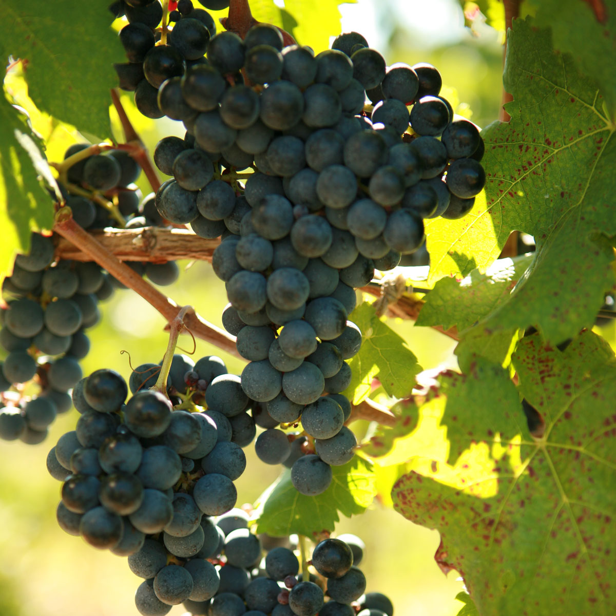 Carmenère Grapevine - Grafted