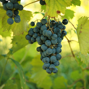 Chambourcin Grapevine - Standard