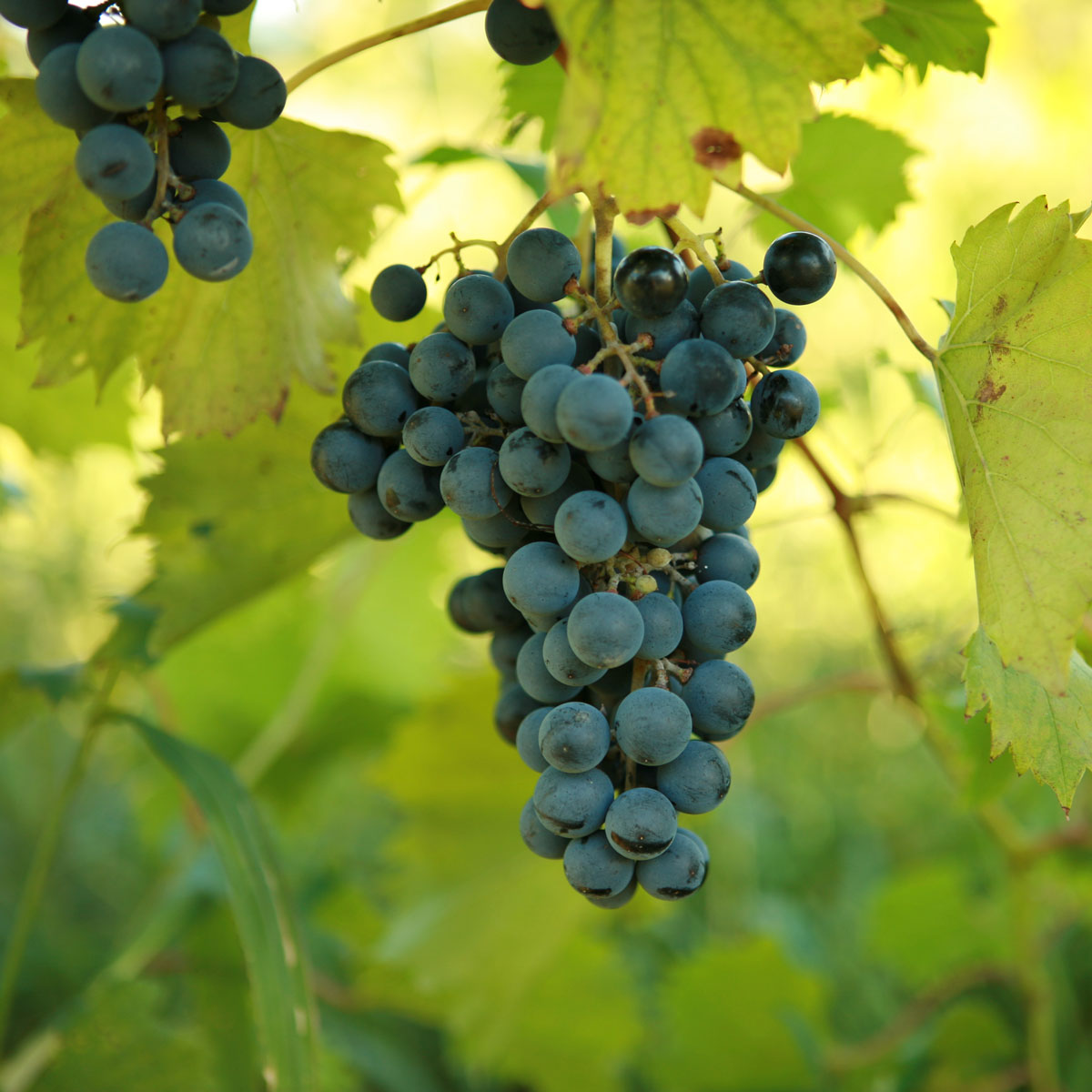 Chambourcin Grapevine - Grafted