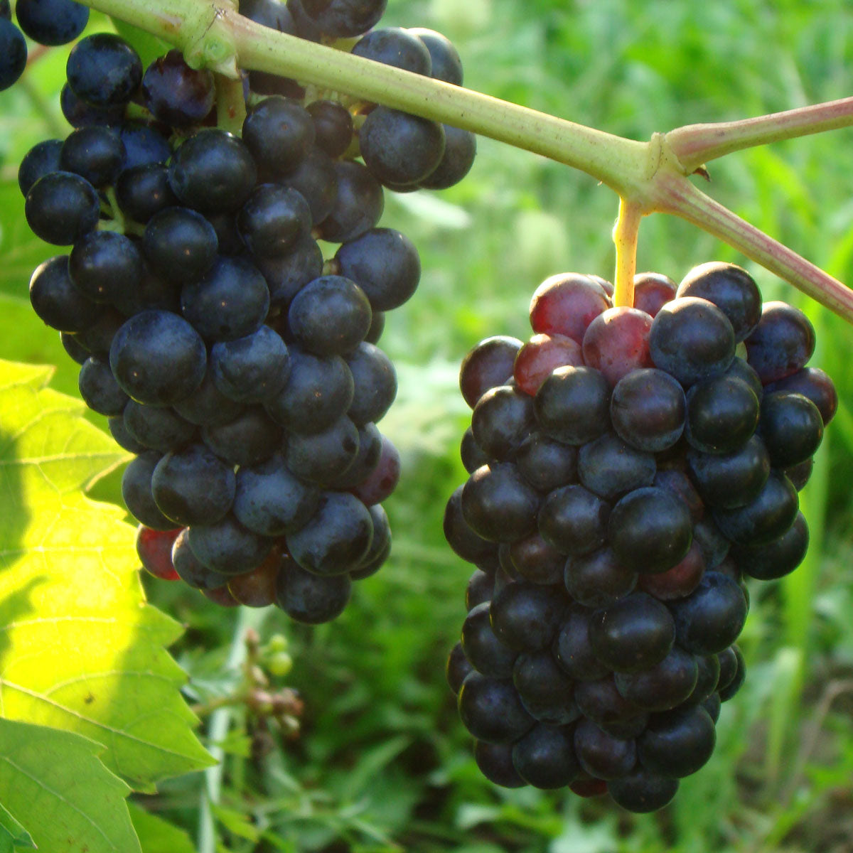 Chelois Grapevine - Standard