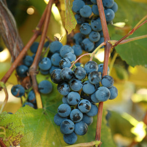Concord Grapevine