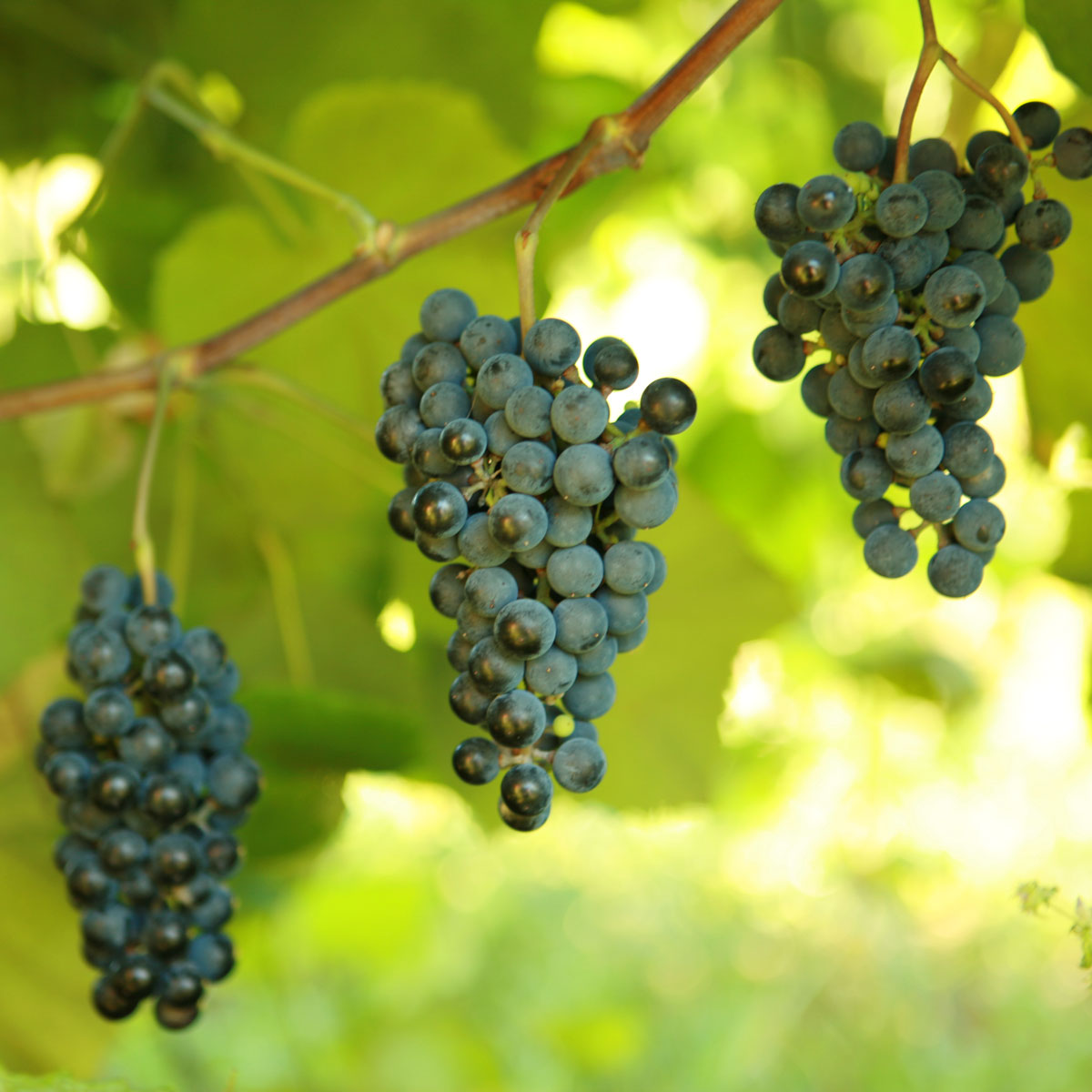 Norton (Cynthiana) Grapevine - Grafted